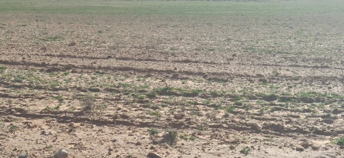 Vente Terrain Agricole Djelfa Ain oussara