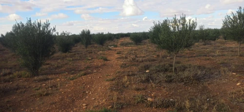 Vente Terrain Agricole Djelfa Ain oussara