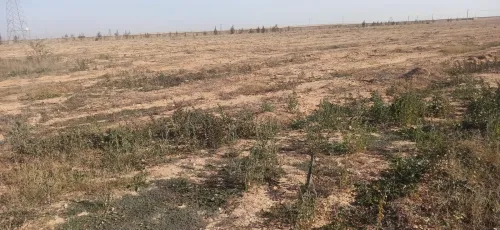 Vente Terrain Agricole Djelfa Ain oussara