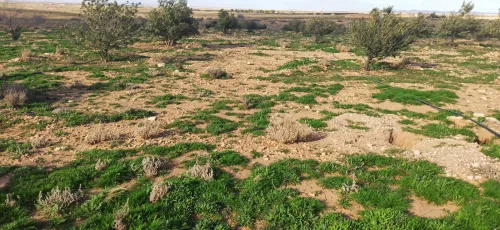 Vente Terrain Agricole Djelfa Had sahary