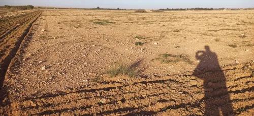 Vente Terrain Agricole Djelfa Ain oussara