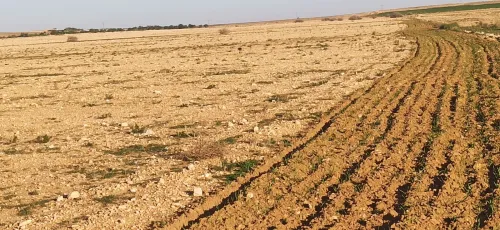 Vente Terrain Agricole Djelfa Ain oussara