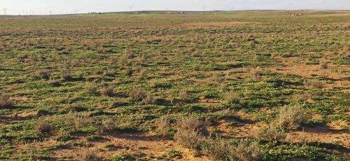 Vente Terrain Agricole Djelfa Benhar