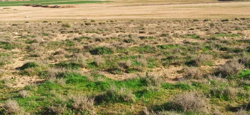 Vente Terrain Agricole Djelfa Had sahary