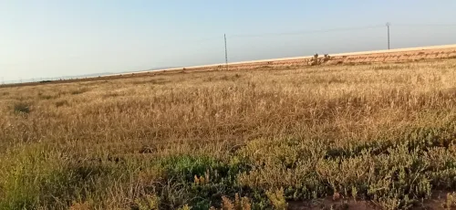 Vente Terrain Agricole Djelfa Ain oussara