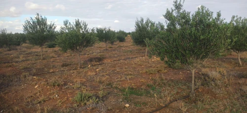 Vente Terrain Agricole Djelfa Ain oussara