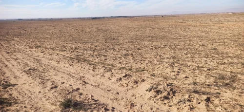 Vente Terrain Agricole Djelfa Ain oussara