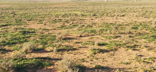 Vente Terrain Agricole Djelfa Benhar