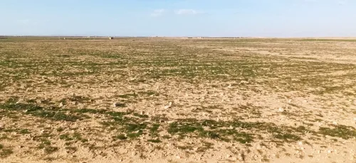 Vente Terrain Agricole Djelfa Ain oussara