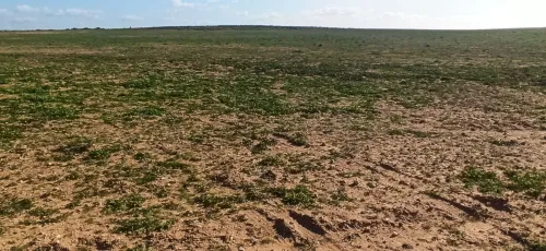 Vente Terrain Agricole Djelfa Ain oussara