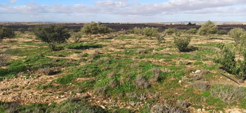 Vente Terrain Agricole Djelfa Had sahary