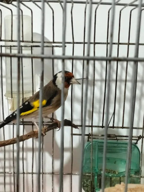 Chardonneret