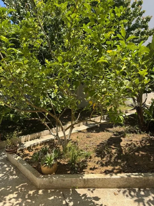 Vente Villa Alger Bouzareah
