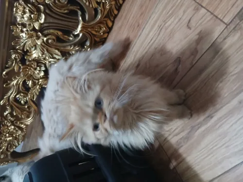 Chats