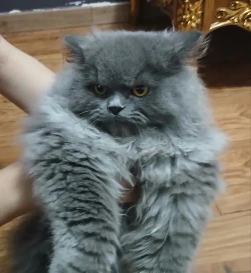 Chats