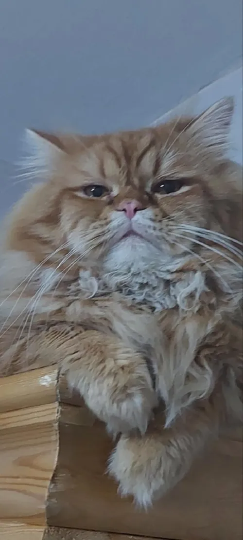 Chats