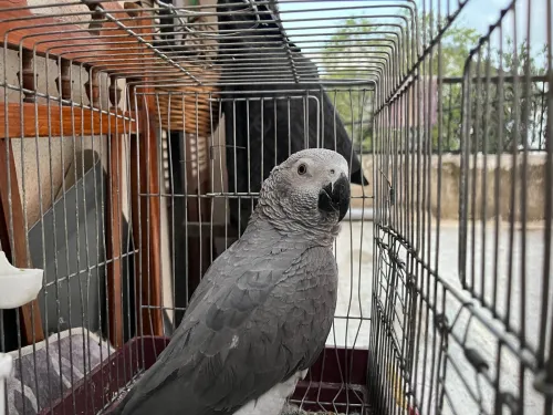 Perroquet gabonais
