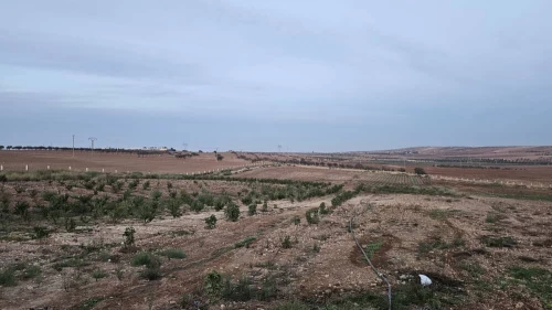 Vente Terrain Agricole Oran Boufatis 17