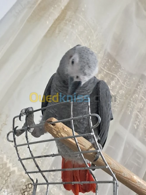 Peroquer guaboner