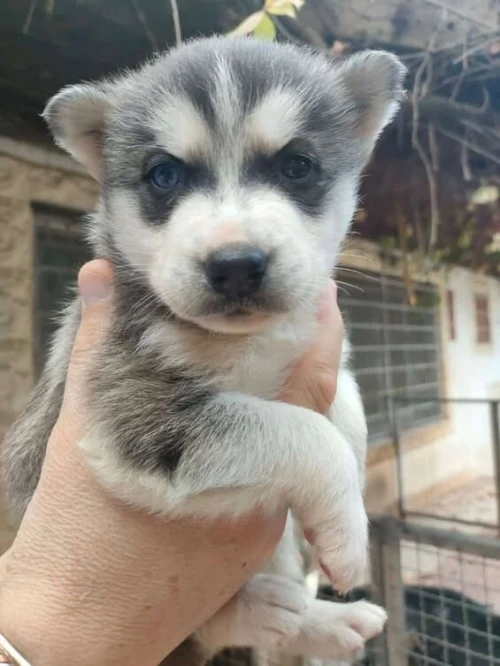 Chiens husky