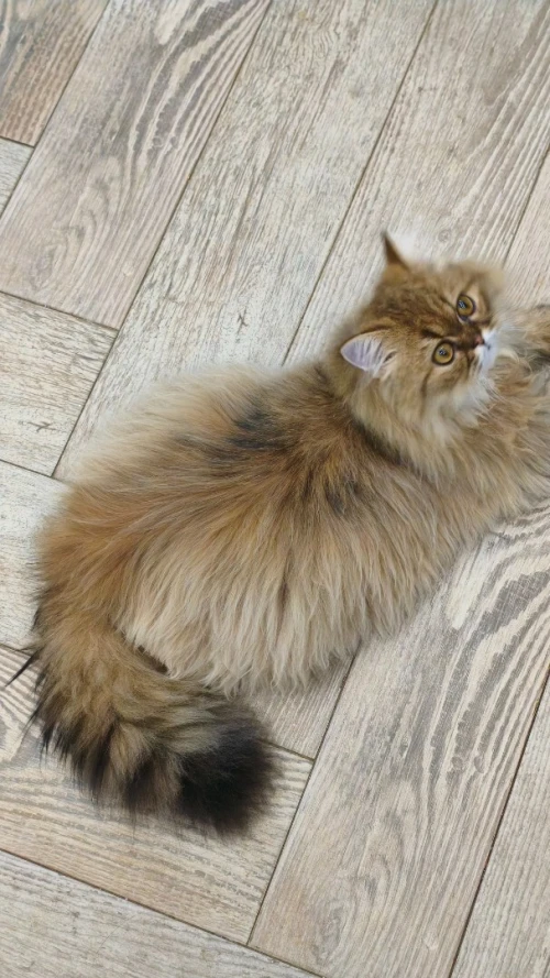 Échange chat Mâle 8 mois Persan Golden tabby peki face adorable