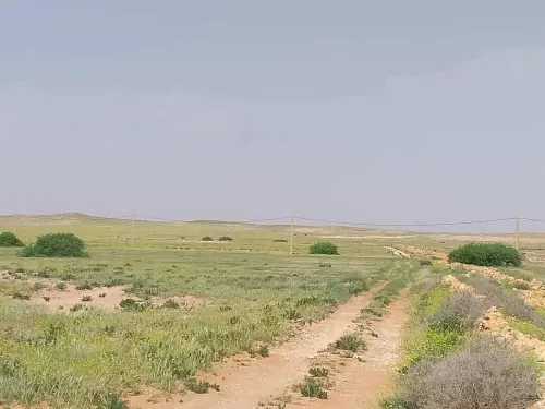 Vente Terrain Agricole M'Sila Zerarka