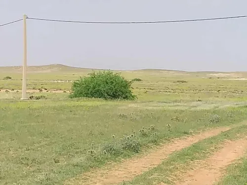 Vente Terrain Agricole M'Sila Zerarka