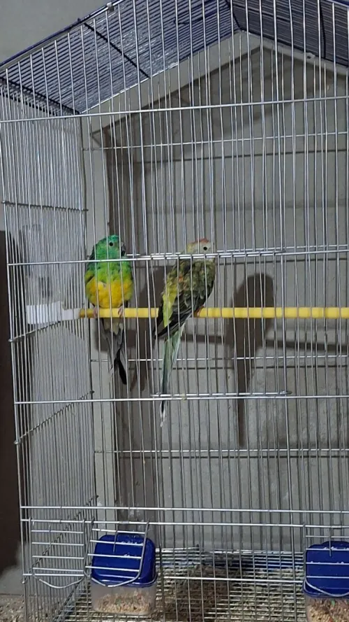 Couple croupion male classic w femmel mutation