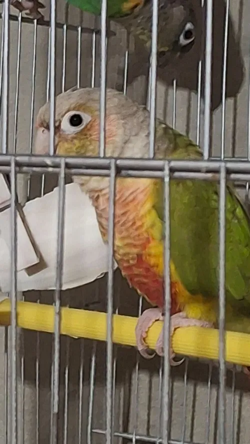 couple conure mutation