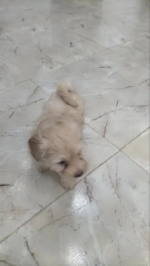 Vente bichon caniche 
