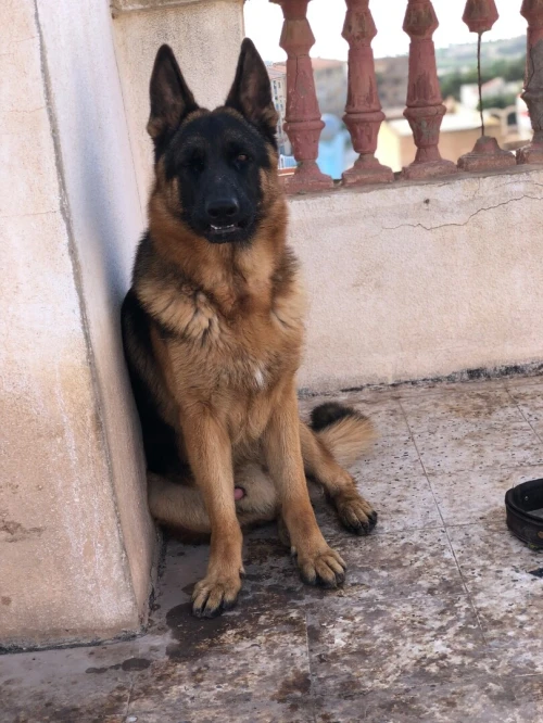 Berger allemand