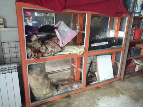 vitrine et étagères 