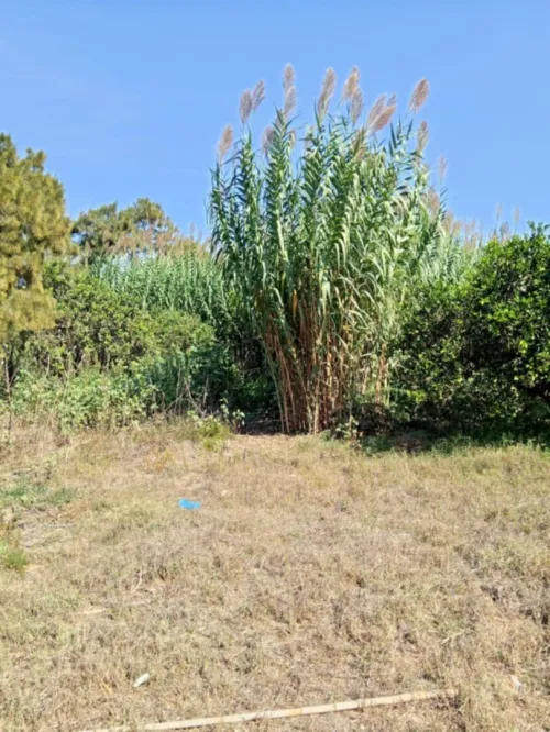 Vente Terrain Agricole Alger Staoueli
