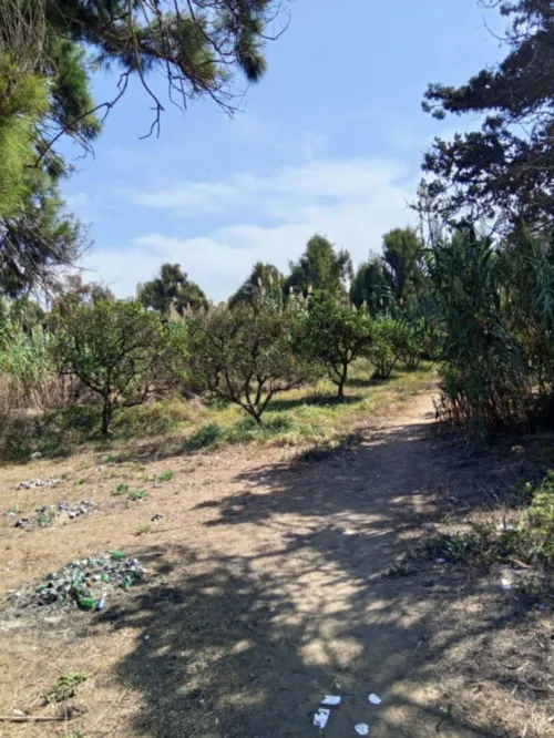Vente Terrain Agricole Alger Staoueli