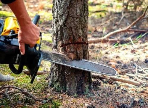 Abattage, élagage et Taille des arbres 