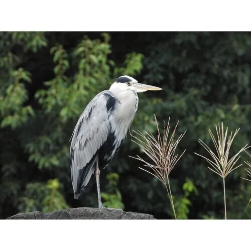 Nikon COOLPIX P1100 Zoom 250x 24-3000mm UHD 4K
