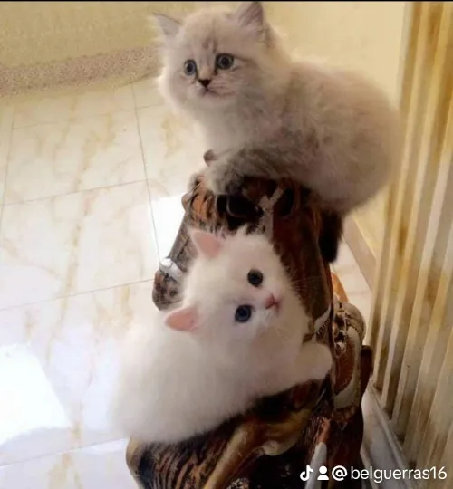 Persan chinchila et persan chirazi