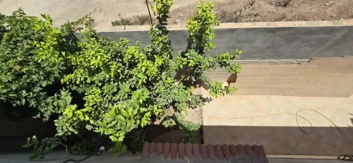 Vente Villa Tlemcen Souahlia