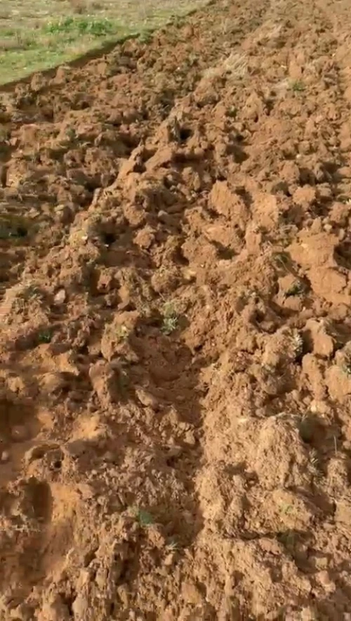 Vente Terrain Agricole Djelfa Benhar