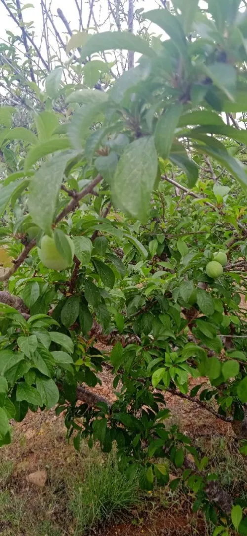 Vente Terrain Tlemcen Marsa ben mhidi