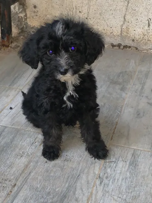 Caniche bichon 