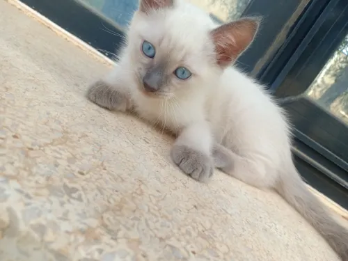 Siamoi 