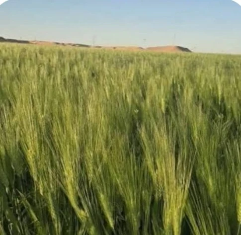 Vente Terrain M'Sila Ouled sidi brahim