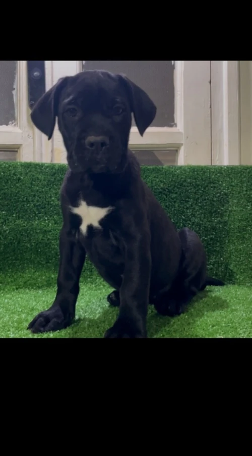 Cane corso
