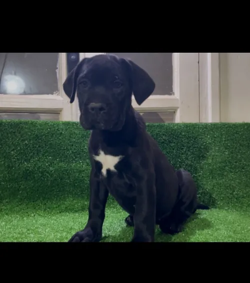 Cane corso