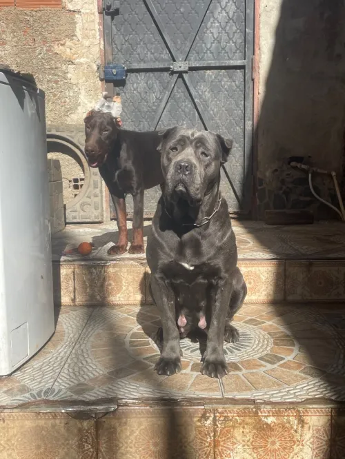 Cane corso