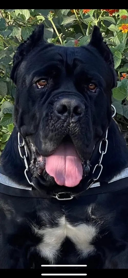 Cane corso