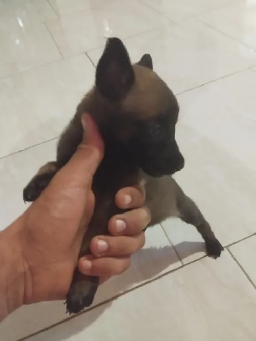 Malinois femmelle