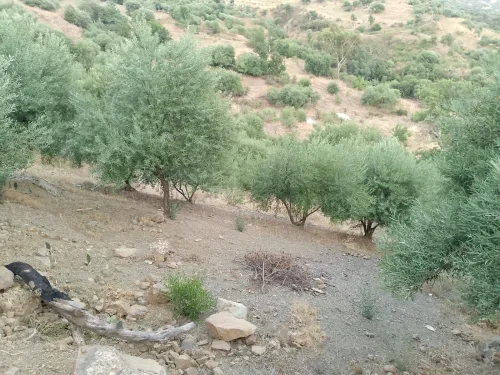 Vente Terrain Béjaïa Beni mellikeche