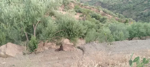 Vente Terrain Béjaïa Beni mellikeche